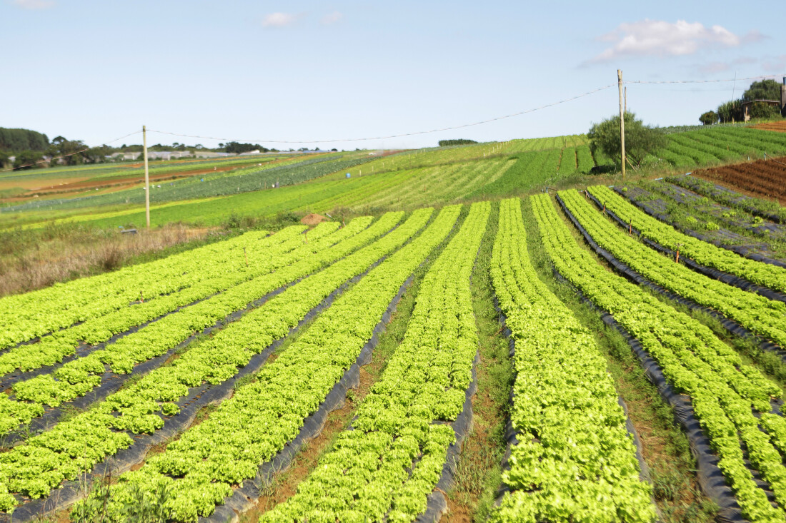 Produtores podem cadastrar propriedades no programa 'Rotas Rurais'