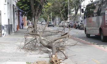 Enel fez apenas 1% de podas de árvores perto da rede elétrica este ano