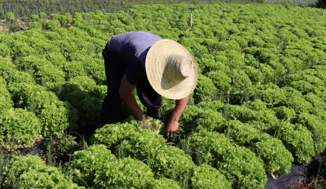 Mudanças climáticas exigem acompanhamento da produção