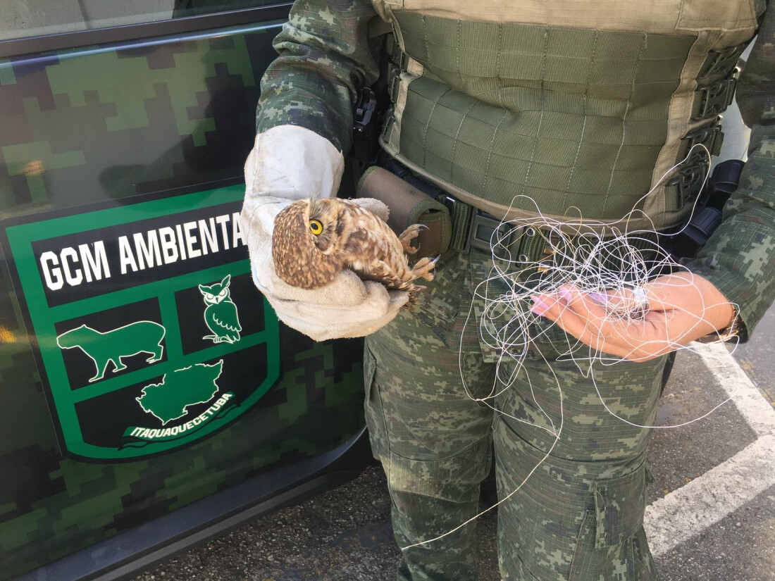 Número de animais resgatados pela Guarda Ambiental de Itaquá cresce 40%