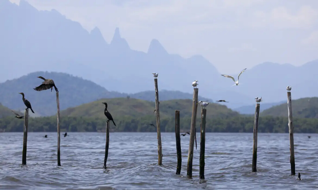 Mangue conservado transforma pescadores em guias de turismo