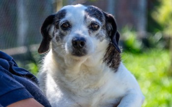 Adoção responsável: 38 cães estão disponíveis pelo "Bora Ser Feliz", em Guararema