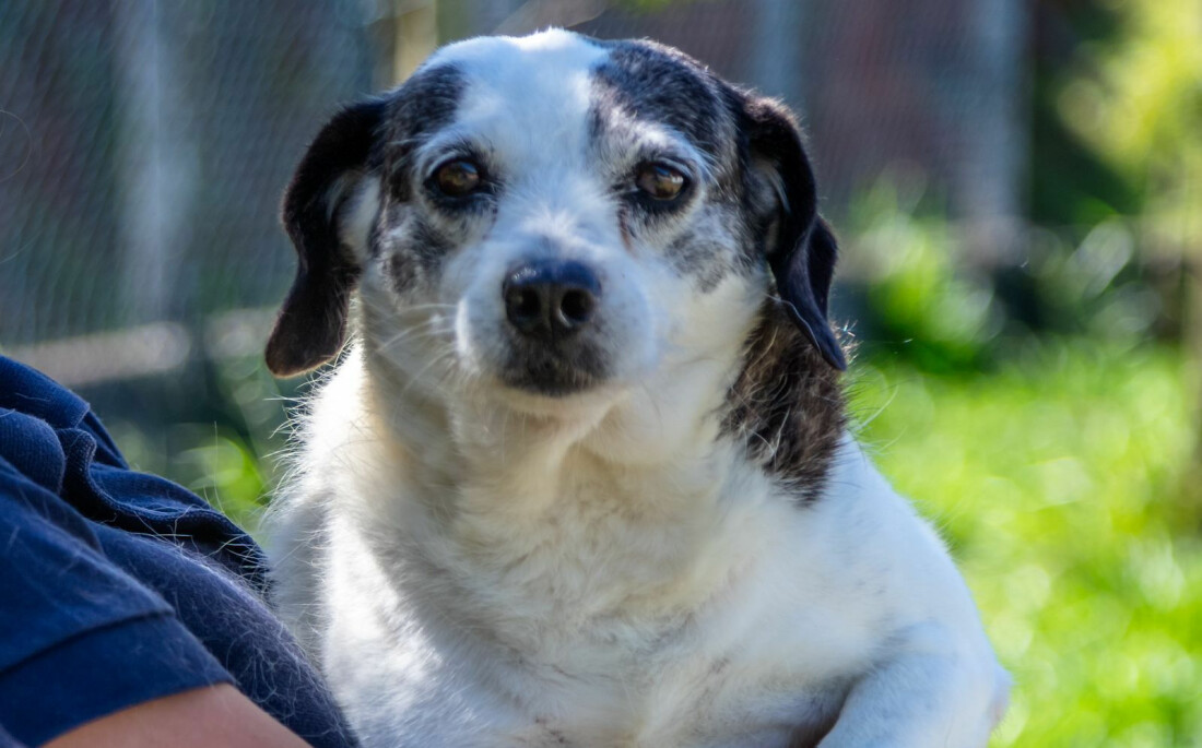 Adoção responsável: 38 cães estão disponíveis pelo "Bora Ser Feliz", em Guararema