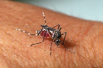 Itaquá tem mais duas mortes por dengue confirmadas; região soma 56 óbitos