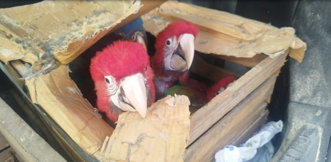 Homem é detido com mais de 160 aves em porta-malas de carro em Guararema