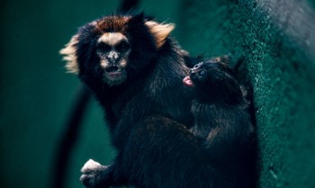 SP: Zoológico comemora sucesso em reprodução de saguis-da-serra-escuro