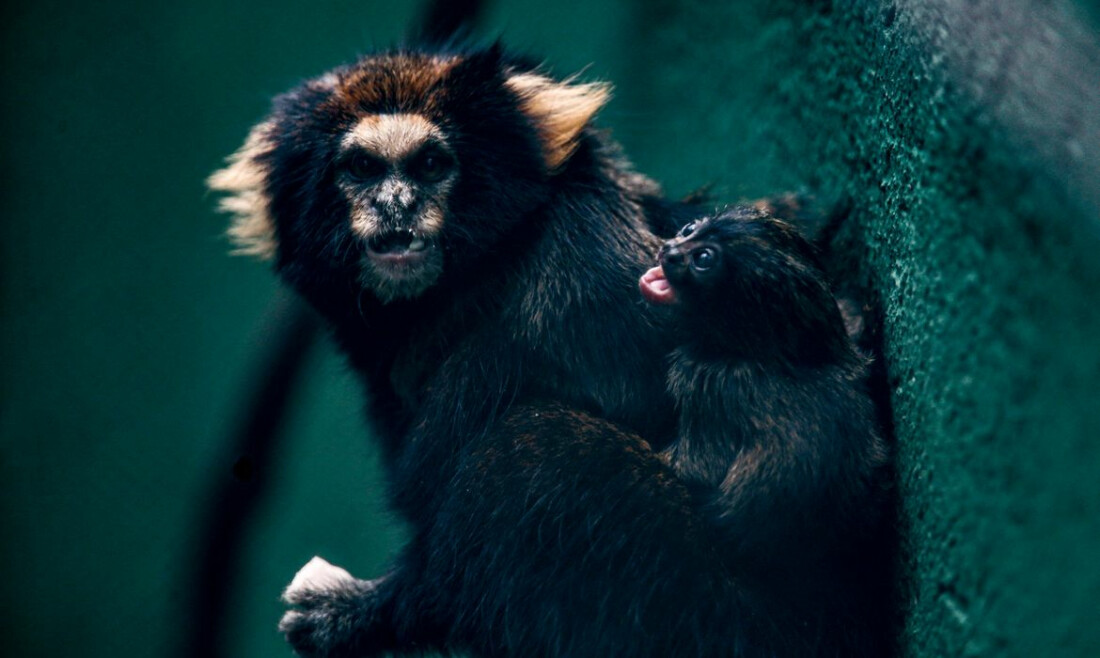 SP: Zoológico comemora sucesso em reprodução de saguis-da-serra-escuro