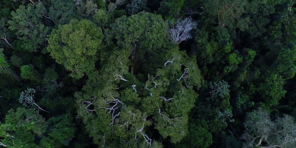 Na COP27, Brasil lista ações de sustentabilidade dos últimos 4 anos
