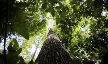 CNJ abre semana nacional de regularização fundiária na Amazônia