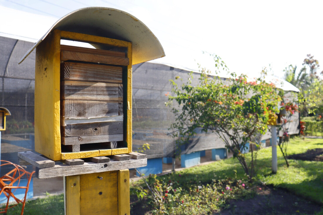 Viveiro Municipal abre inscrições para curso de criação de abelhas sem ferrão