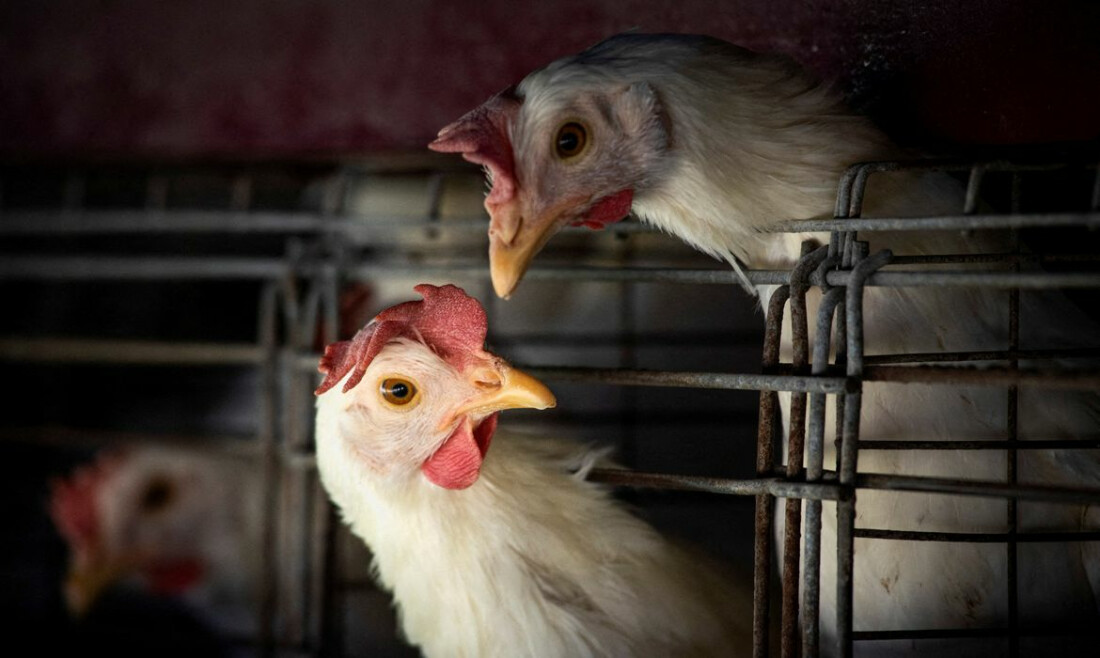 OMS pede vigilância forte para gripe aviária H5N1 entre os animais