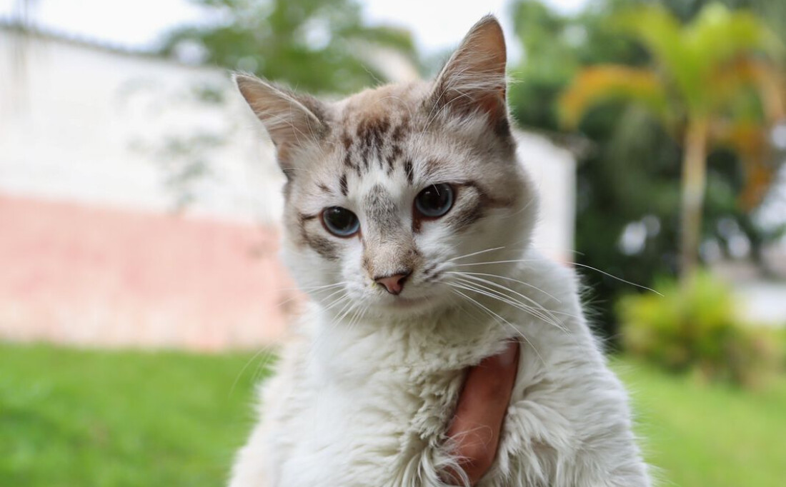 Itaquá tem animais para adoção no Centro de Controle de Zoonoses