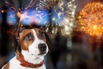 Como ajudar o pet a superar os barulhos de fogos e comemorações?