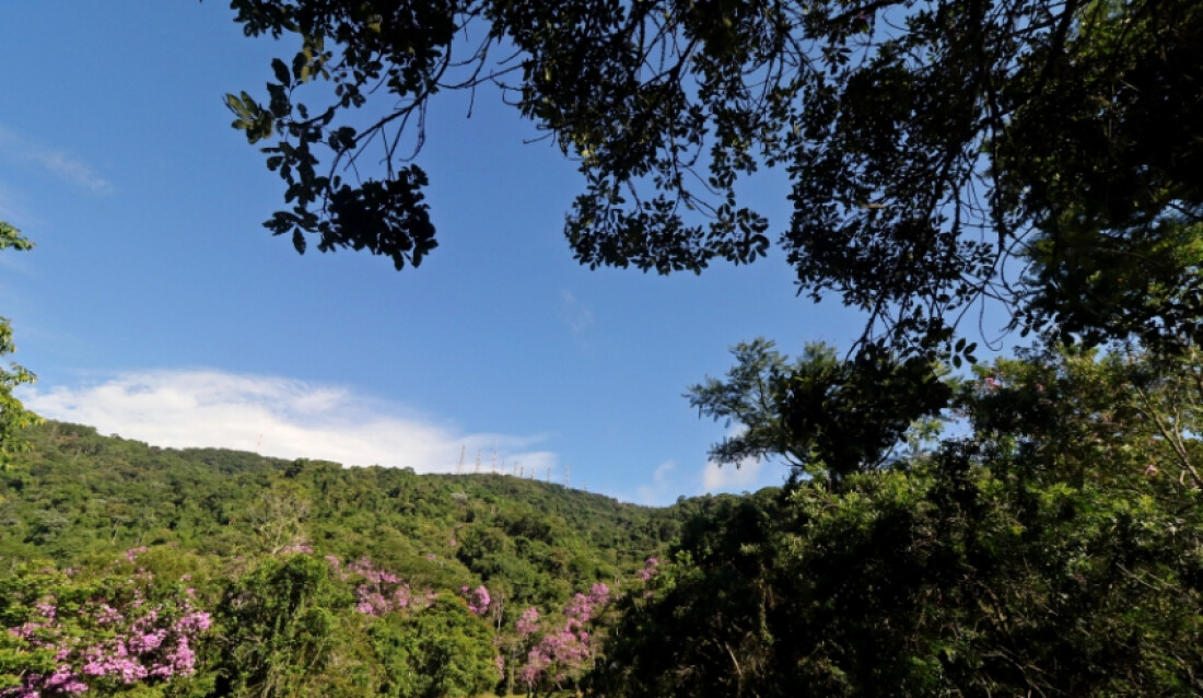 Prefeitura lança consulta pública para aprimorar trabalho de arborização urbana