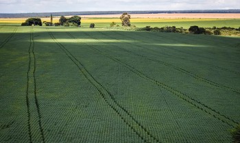 Em menos de quatro décadas, área destinada à soja cresce nove vezes