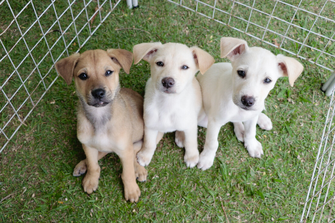 Último evento do ano do projeto 'Baby, me Leva!' ocorre no Max Feffer