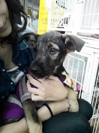 'Grupo Fera' realiza feira de adoção