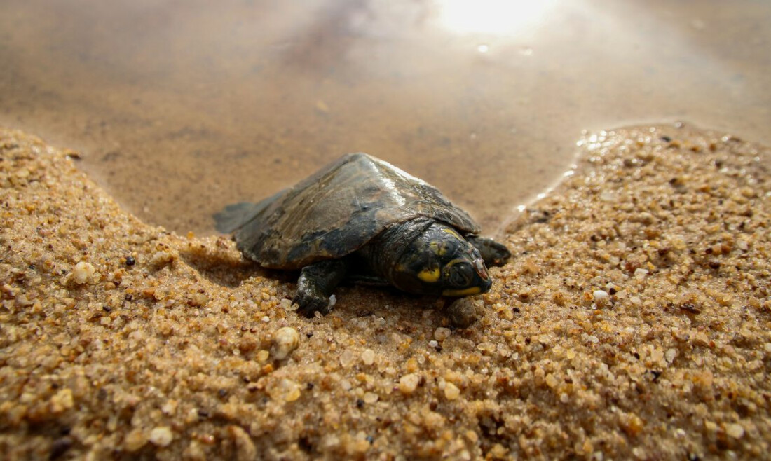 Nascimentos no maior berçário de tartarugas do Brasil caem 75%