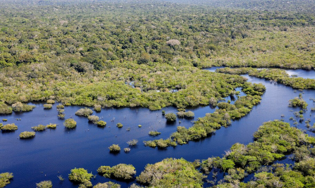 "Rato anfíbio" é uma das 27 espécies descobertas na Amazônia peruana