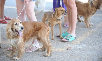 Cadastro Nacional de Animais Domésticos está em fase final de testes