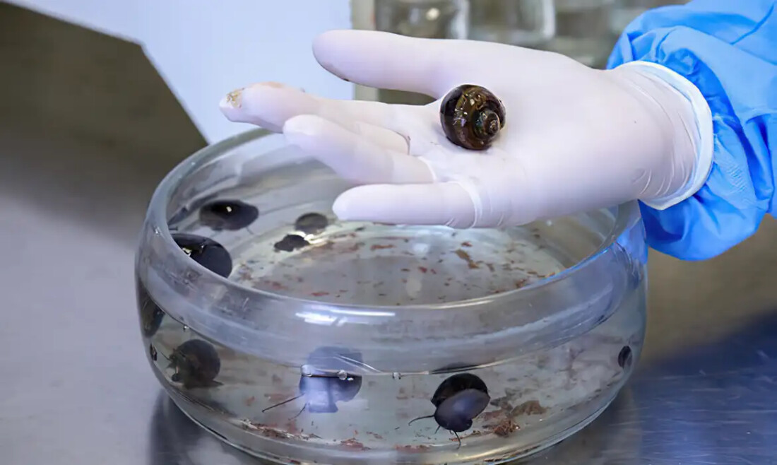 Verme que causa meningite é encontrado em moluscos de 26 cidade do Rio