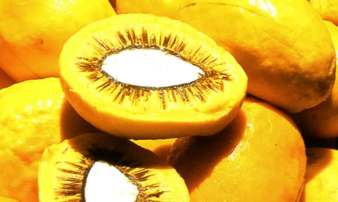 Lula sanciona projeto que estimula produção de frutos do Cerrado