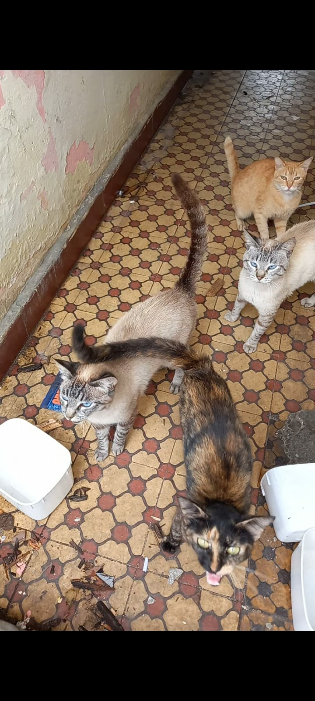 ONG FERA faz campanha para ajudar gatinhos no centro de Mogi 