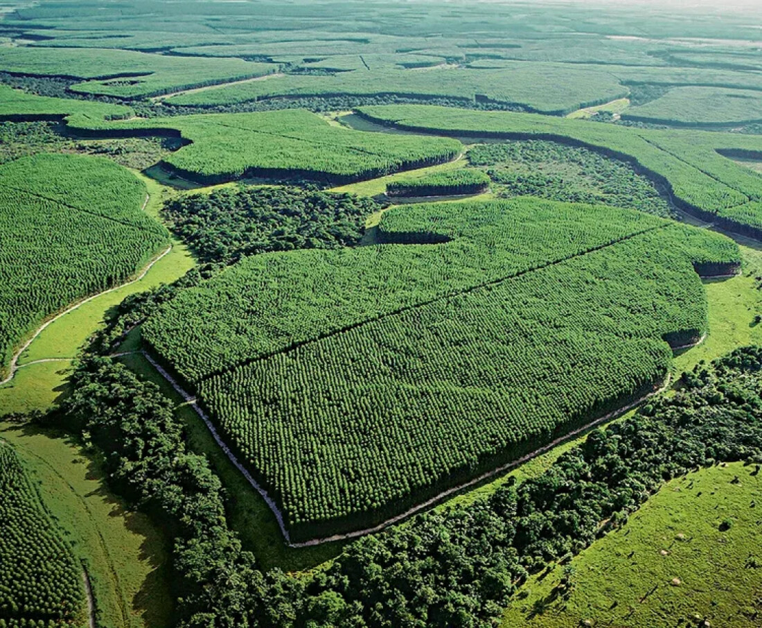 Suzano recebe certificações internacionais para bioprodutos 