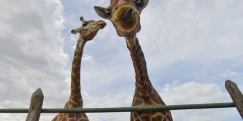 PF indicia 4 pessoas por crimes associados à importação de 18 girafas