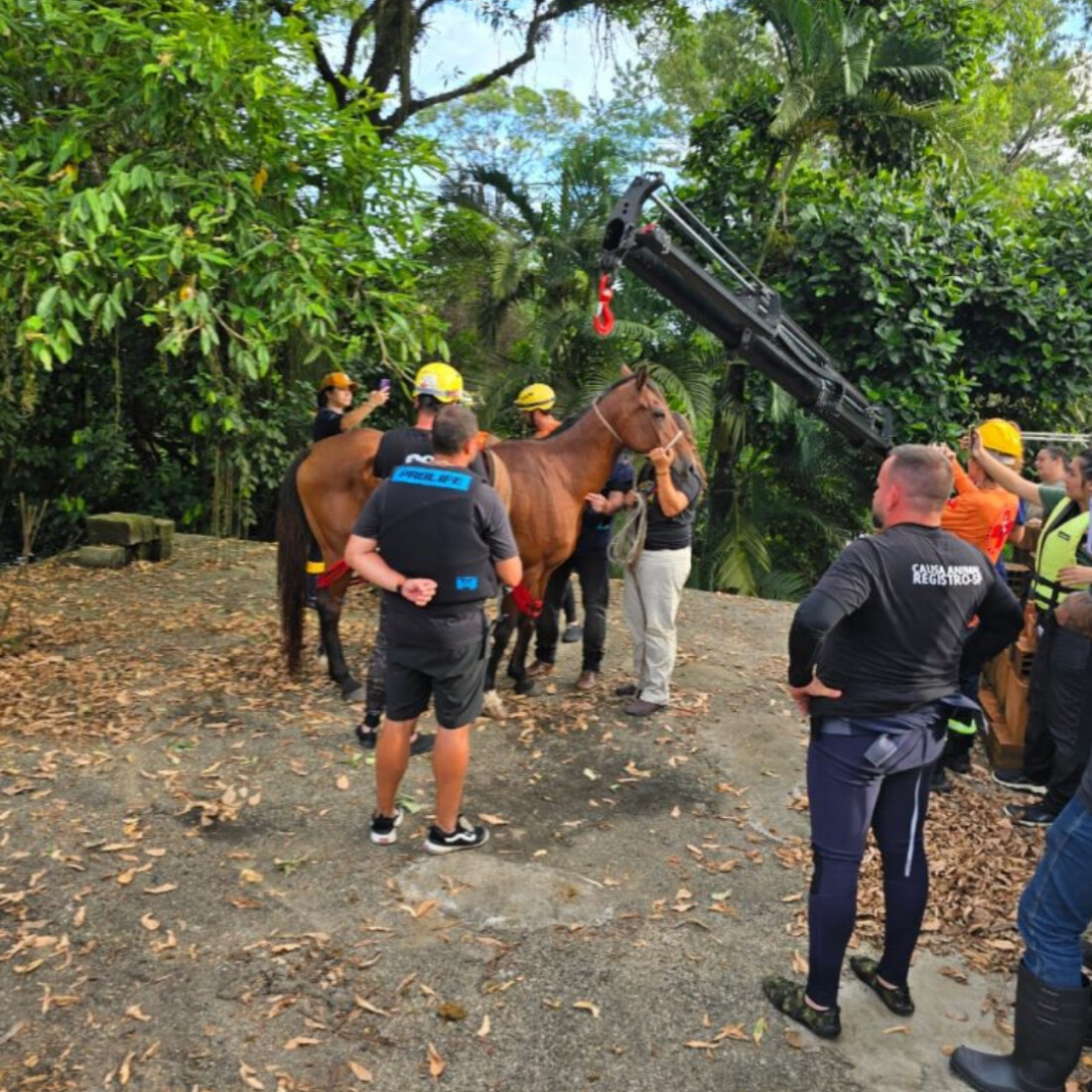 Defesa Civil de SP participa de resgate de cavalo preso em laje