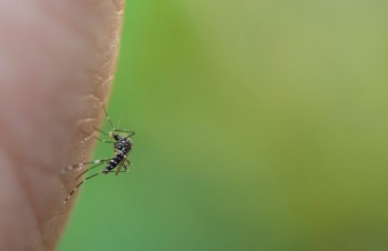 Alto Tietê registra quase 60 mortes por dengue em 2024