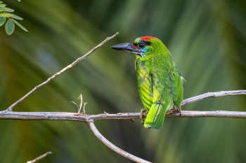 Operadores viários da CNL são treinados para resgate de fauna