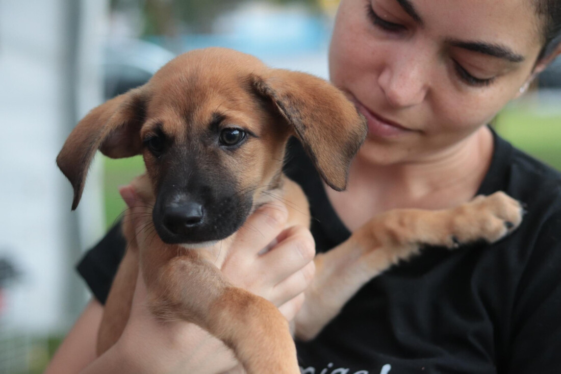 ‘Baby, me Leva!’ ultrapassa 40 adoções em fim de semana de ‘Cãominhada’