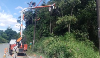 Meio Ambiente reforça manutenção de árvores com “Dia D de Poda” em Mogi