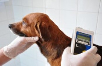 Mais de 20 mil animais vão receber microchips