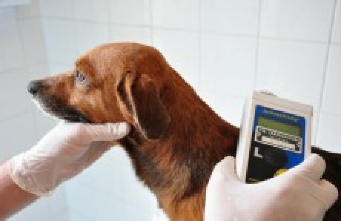 Mais de 20 mil animais vão receber microchips