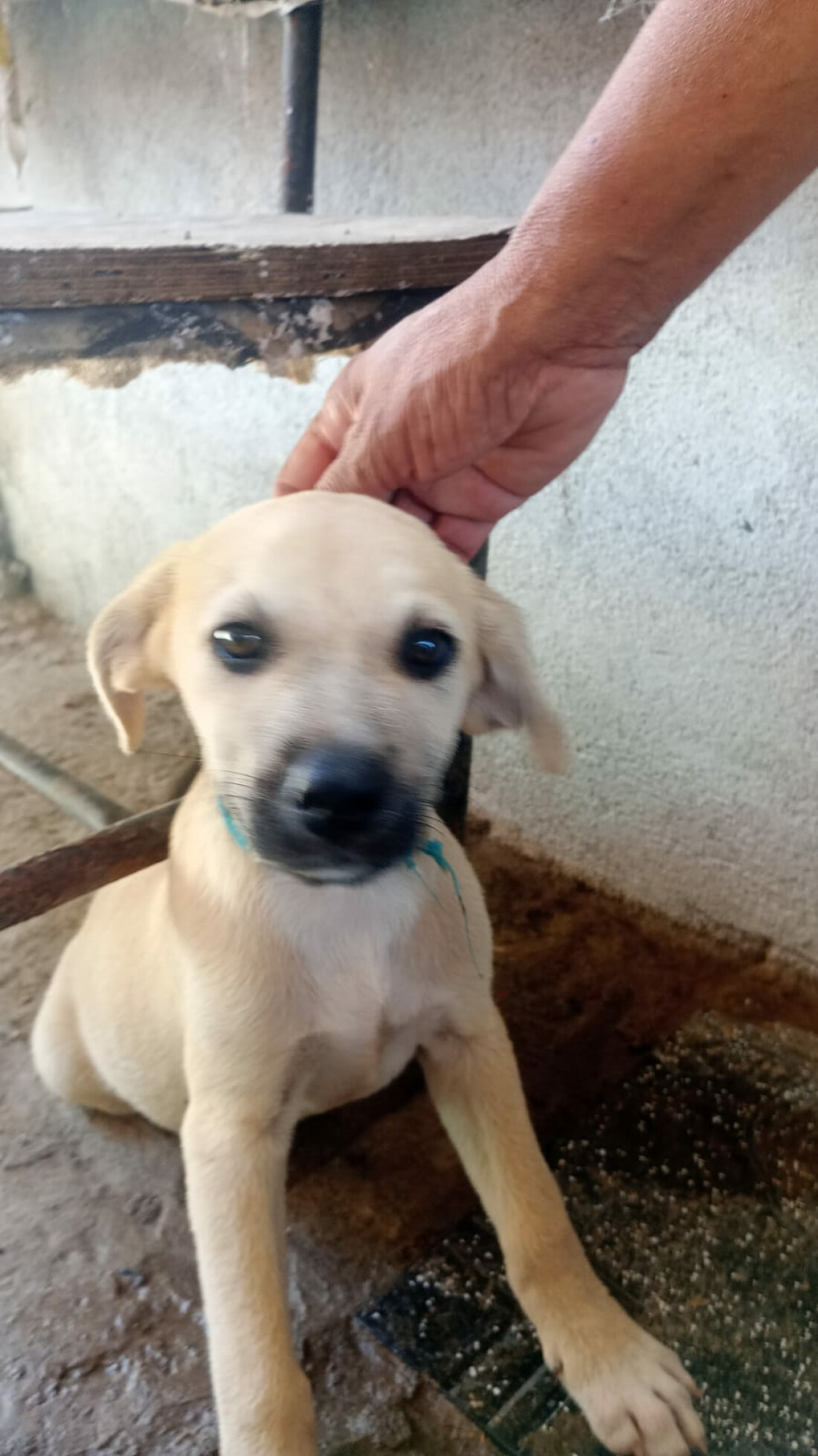 Filhotes de cães estarão disponíveis para adoção em clínica da Vila Vitoria