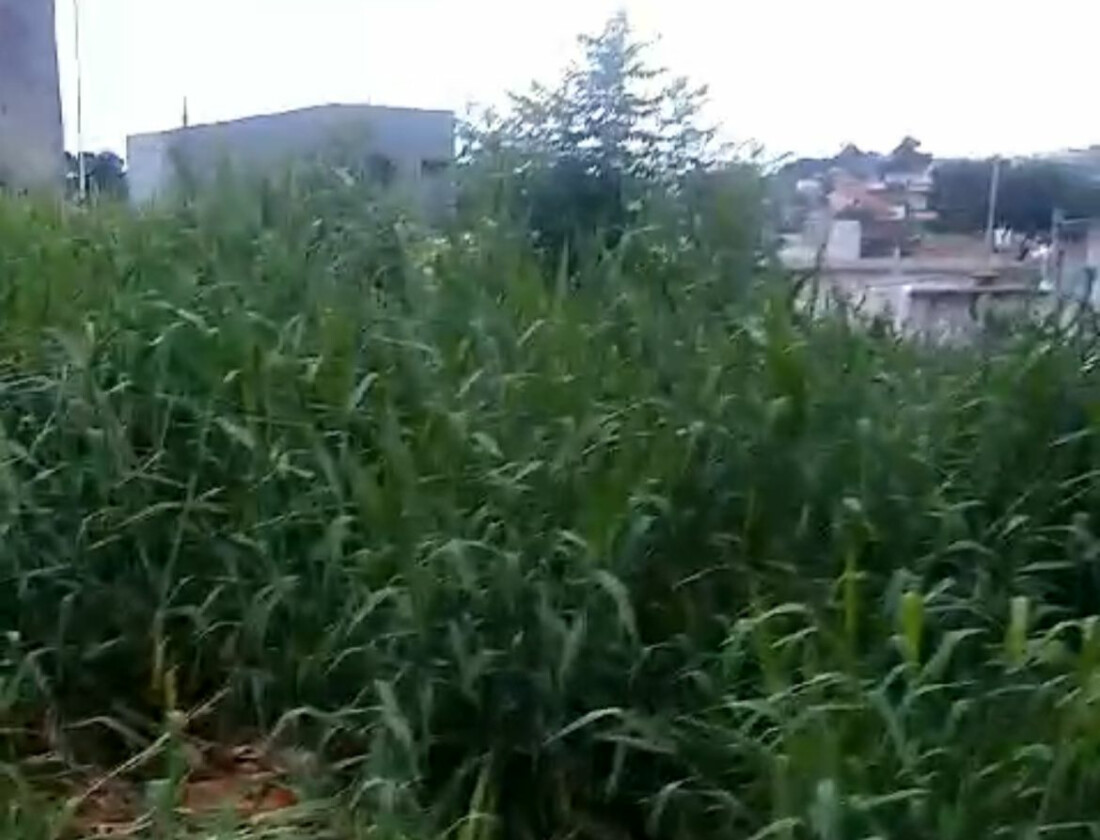 Terreno sem zeladoria causa transtornos para morador em Brás Cubas 