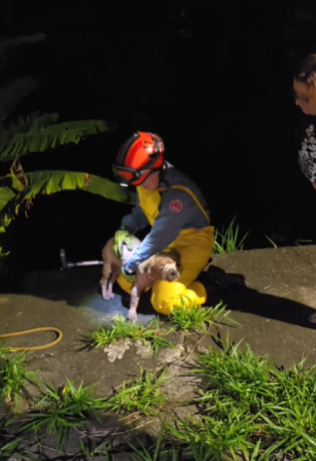 Corpo de Bombeiros de SP resgata cachorro amarrado de córrego em Santo André