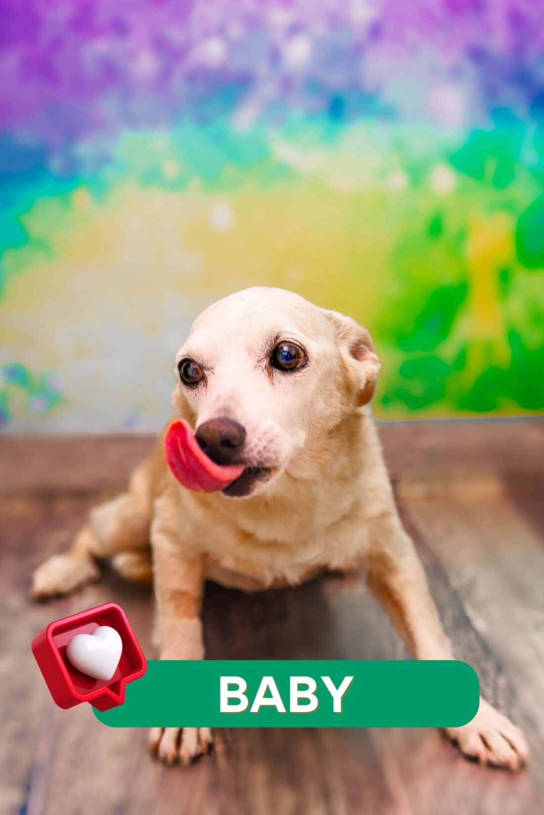 Projeto "Me Leva Pra Casa" incentiva adoção responsável de animais resgatados