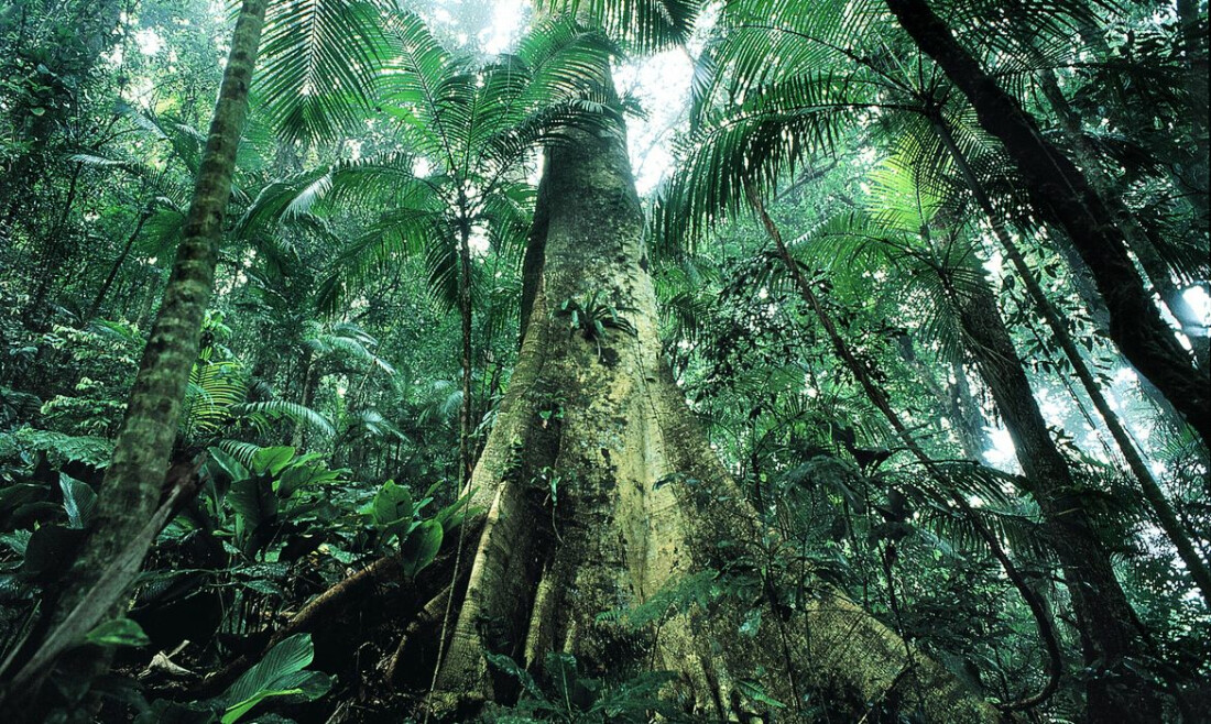 Justiça prolonga uso da Força Nacional em ações de proteção ambiental