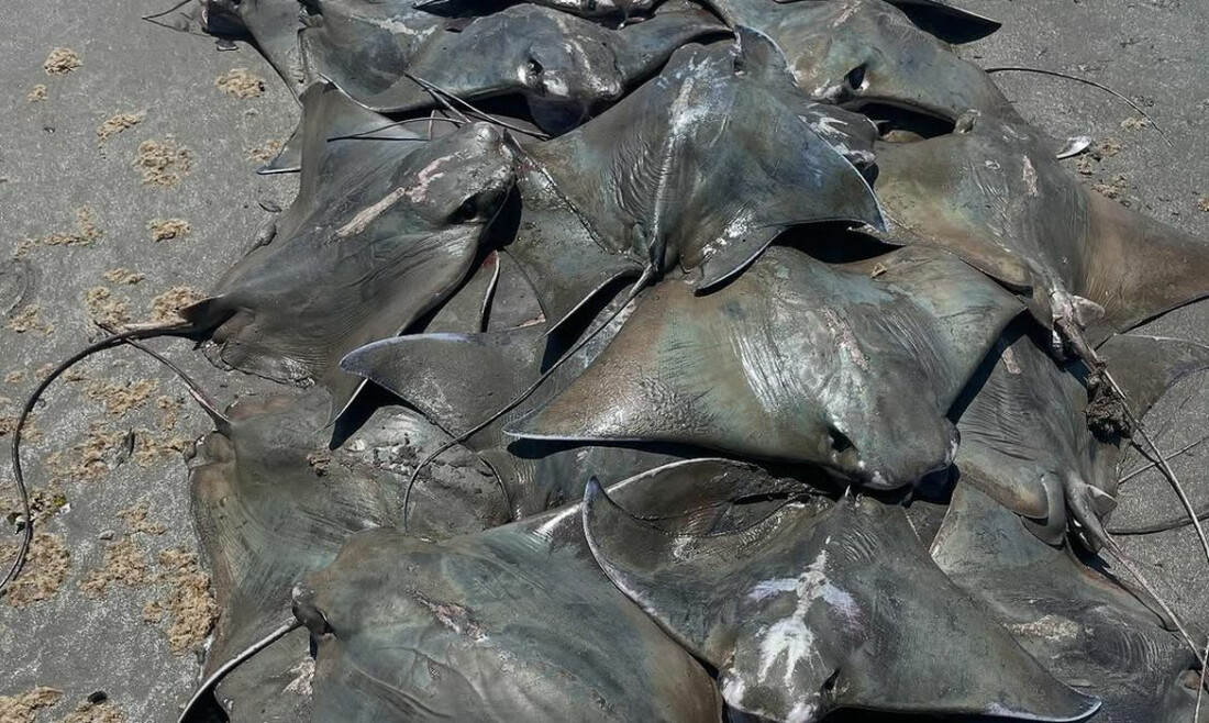 Cerca de 250 raias Ticonha são encontradas mortas no litoral paulista