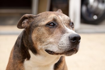Prevenção e ciência podem mudar o rumo da longevidade canina