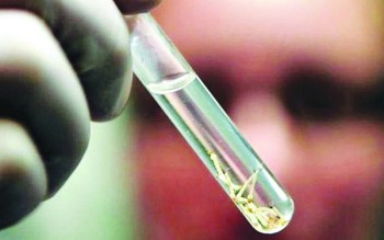 Poá terá teste rápido de dengue