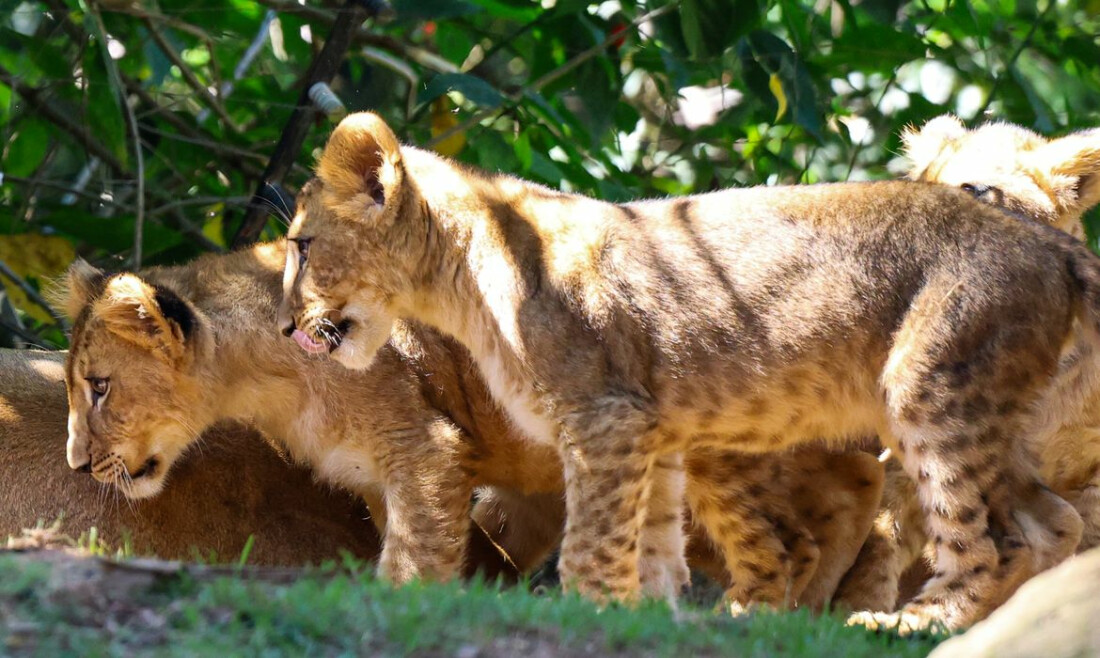 Ursinha polar e filhotes de leão são atrações em Aquário e Zoo de SP