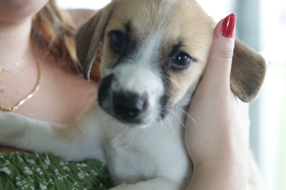 'Baby, me Leva!' promove adoção de 55 animais em fevereiro e anuncia novos eventos