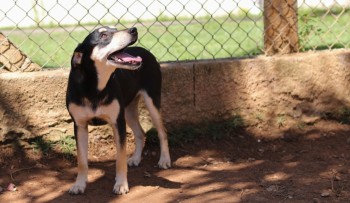 Mogi terá Mutirão de Castração e Feira de Adoção de Animais 