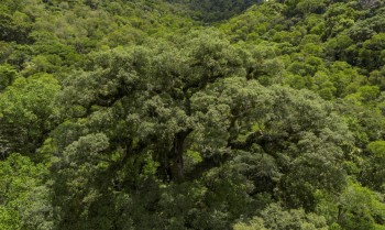 Situação dos rios na Mata Atlântica é preocupante, aponta pesquisa