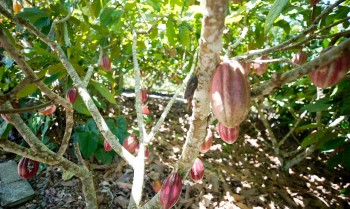 Fundo vai financiar pequenos agricultores de cacau na Bahia e no Pará
