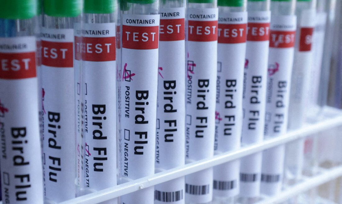 Reino Unido detecta primeiro caso de gripe aviária em ovelha